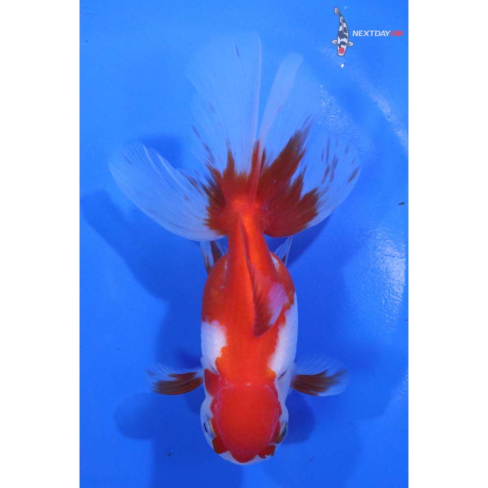 5” Imported Red and White Oranda