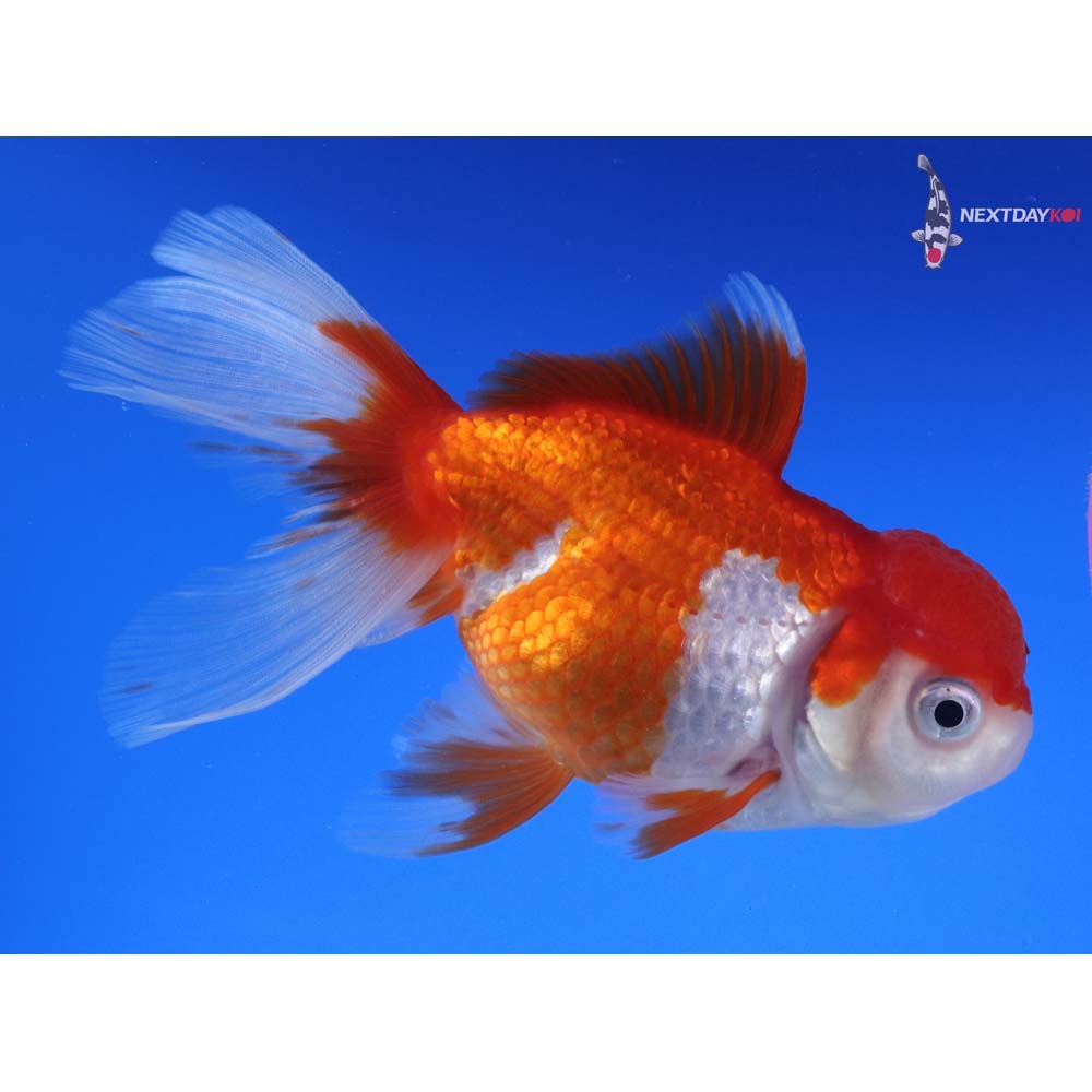 5” Imported Red and White Oranda