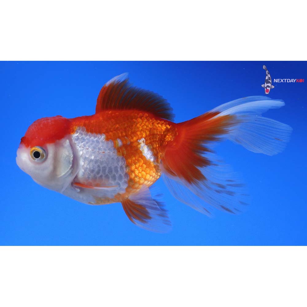 5” Imported Red and White Oranda