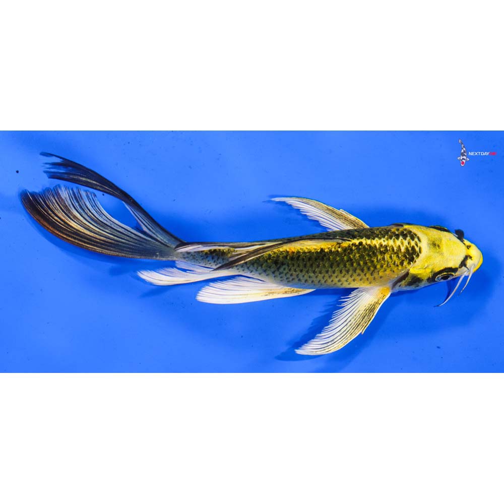 7” Imported Ki Matsuba Butterfly Koi