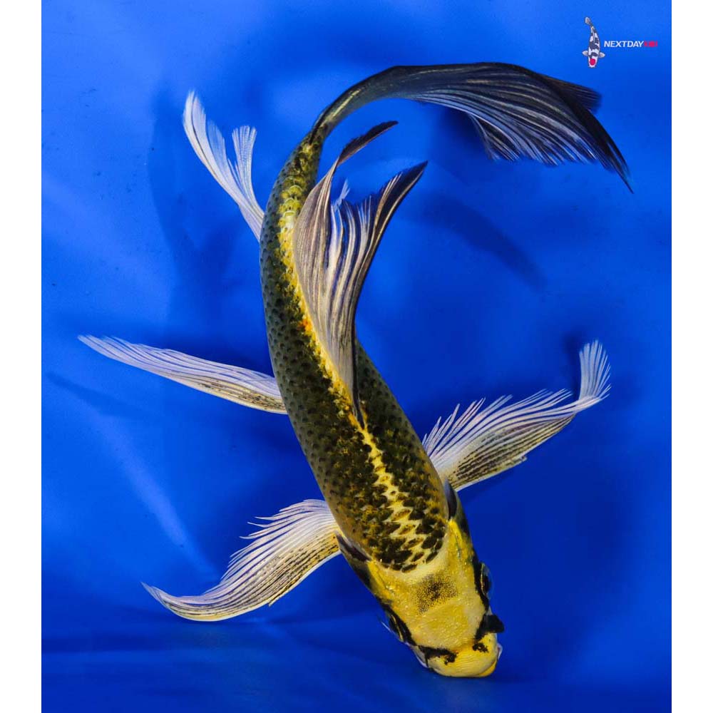 7” Imported Ki Matsuba Butterfly Koi