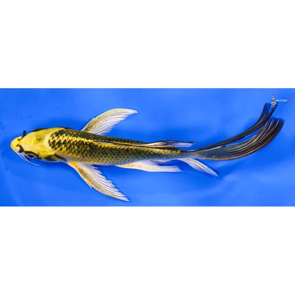 7” Imported Ki Matsuba Butterfly Koi