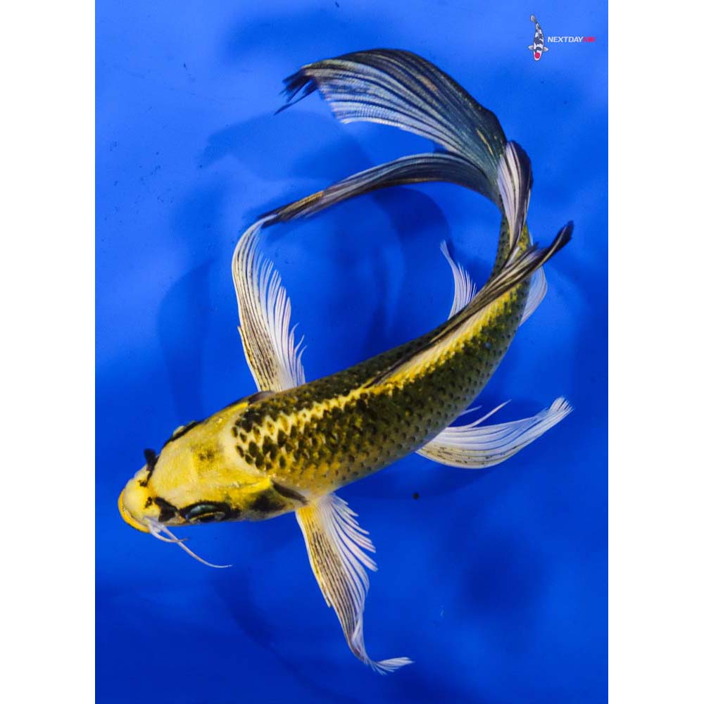 7” Imported Ki Matsuba Butterfly Koi
