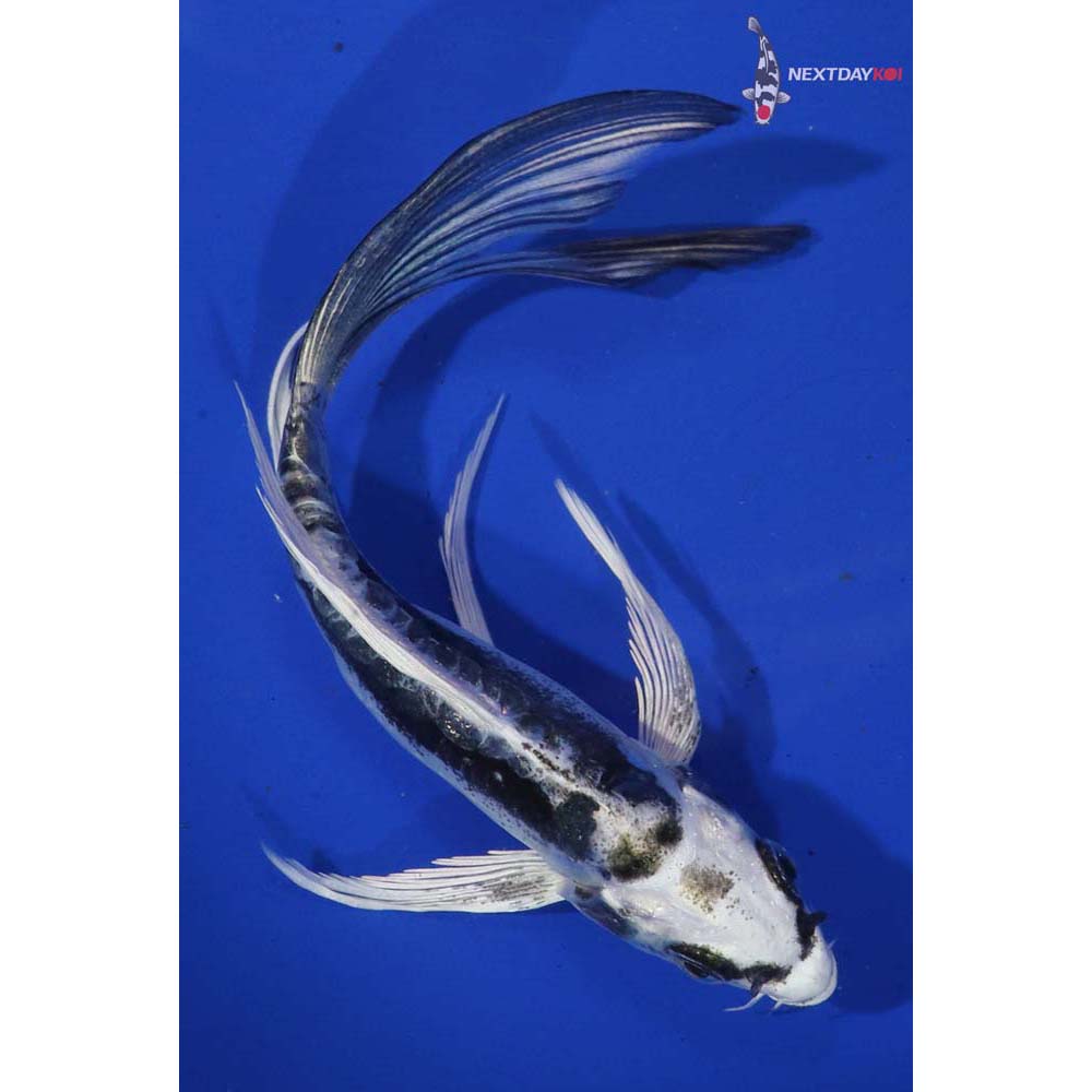 5.5” Imported Kikokuryu Butterfly Koi