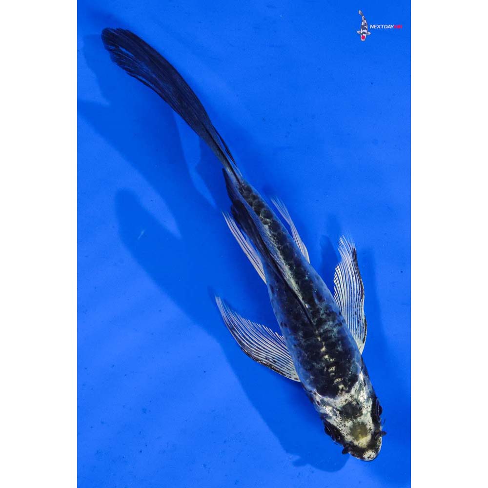 5” Imported Armor Scaled Gin Matsuba Butterfly Koi