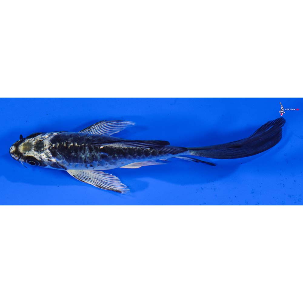 5” Imported Armor Scaled Gin Matsuba Butterfly Koi