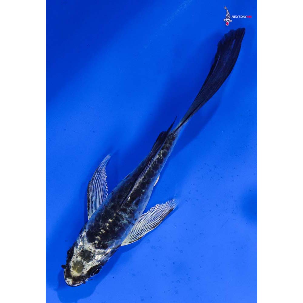 5” Imported Armor Scaled Gin Matsuba Butterfly Koi