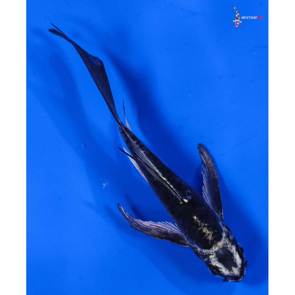 5” Imported Kikokuryu Butterfly Koi