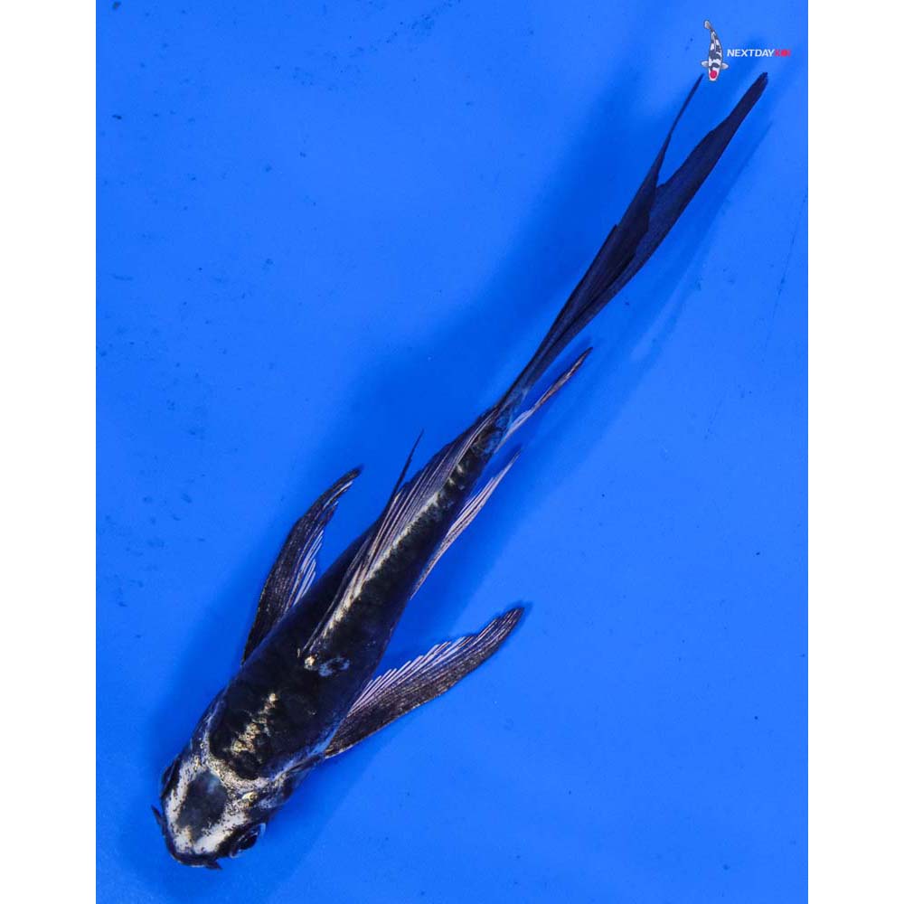 5” Imported Kikokuryu Butterfly Koi