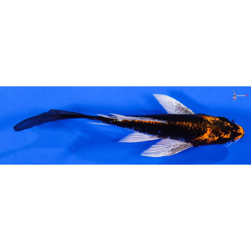 5” Imported Kujaku Butterfly Koi