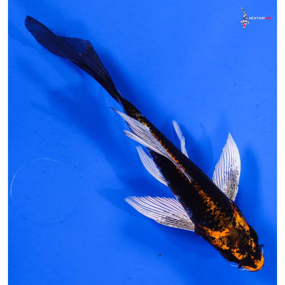 5” Imported Kujaku Butterfly Koi