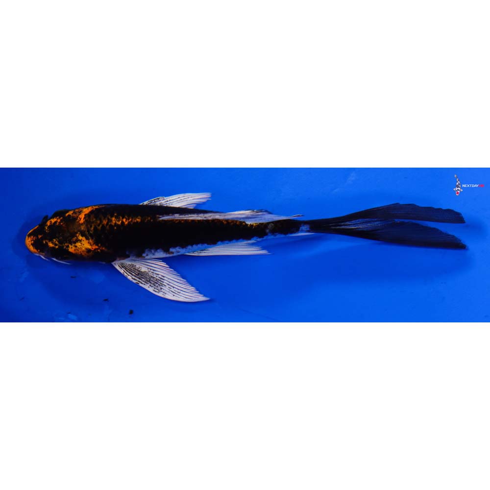 5” Imported Kujaku Butterfly Koi