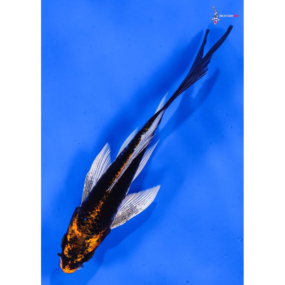 5” Imported Kujaku Butterfly Koi