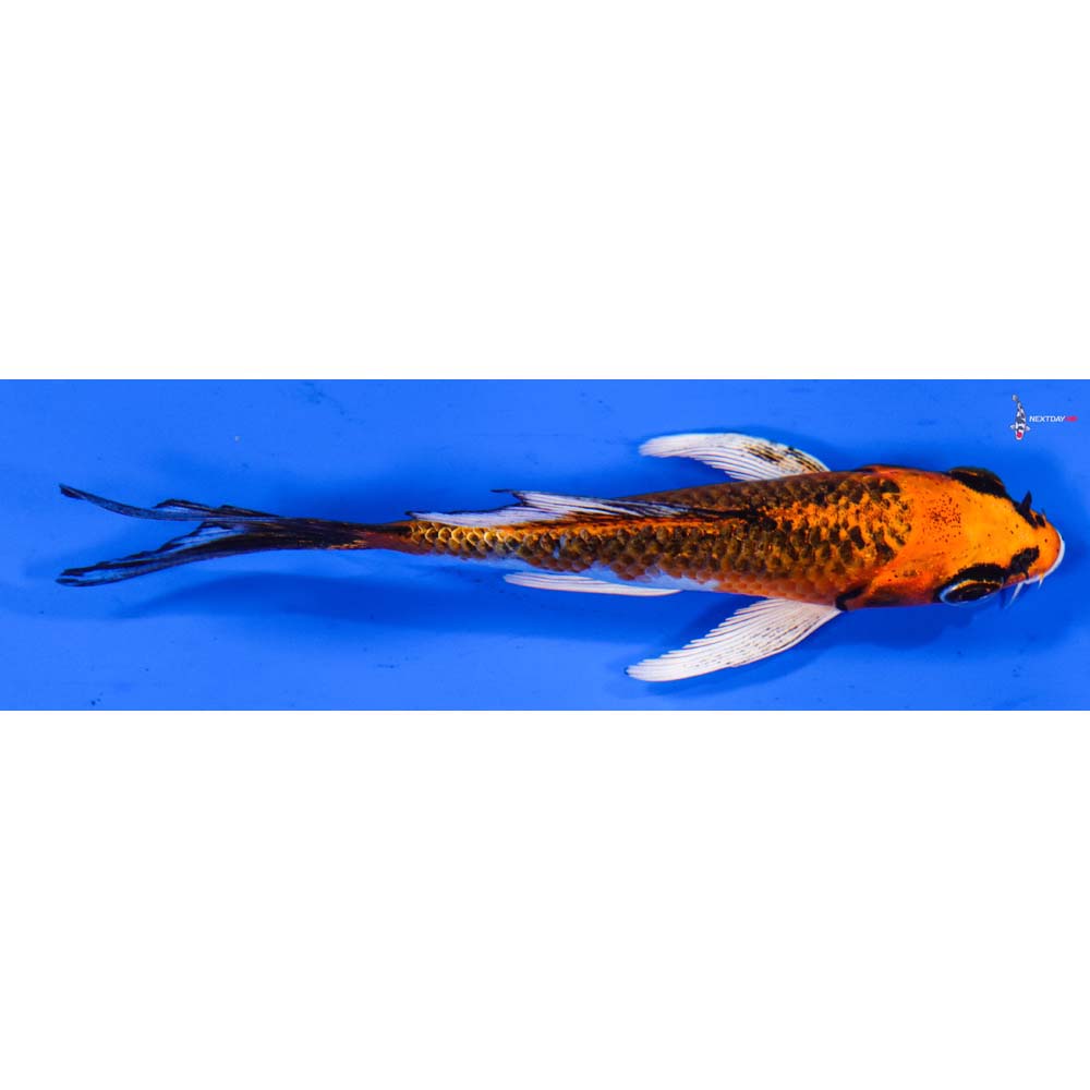 4.5” Imported Kujaku Butterfly Koi