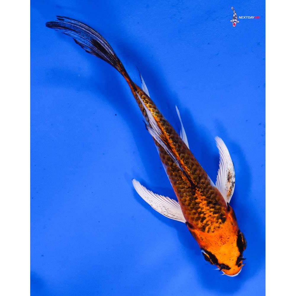 4.5” Imported Kujaku Butterfly Koi