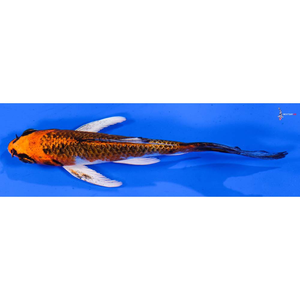 4.5” Imported Kujaku Butterfly Koi