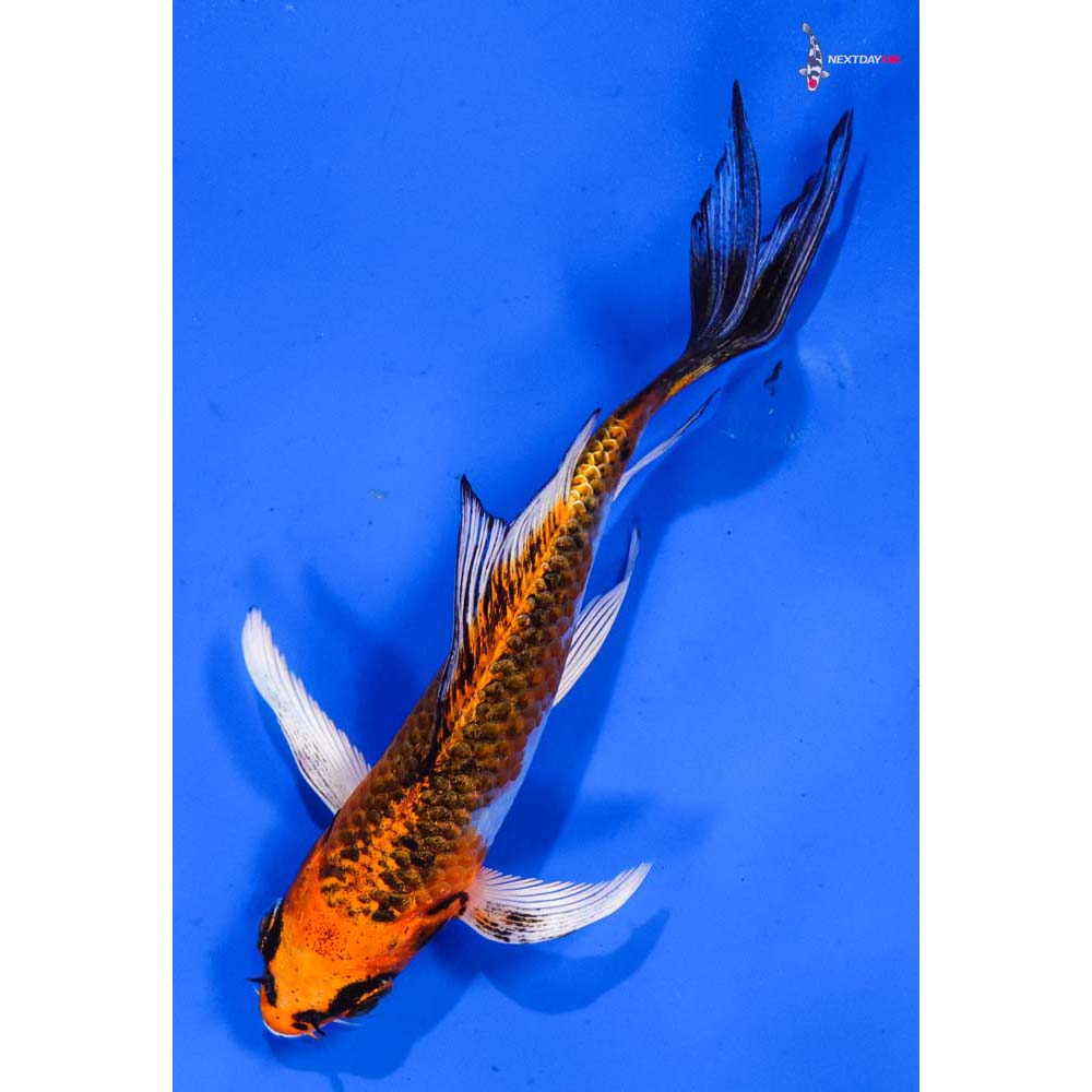 4.5” Imported Kujaku Butterfly Koi