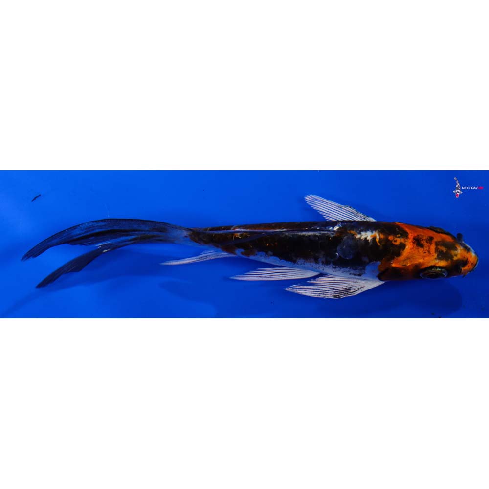 4.5” Imported Kin Kikokuryu Butterfly Koi