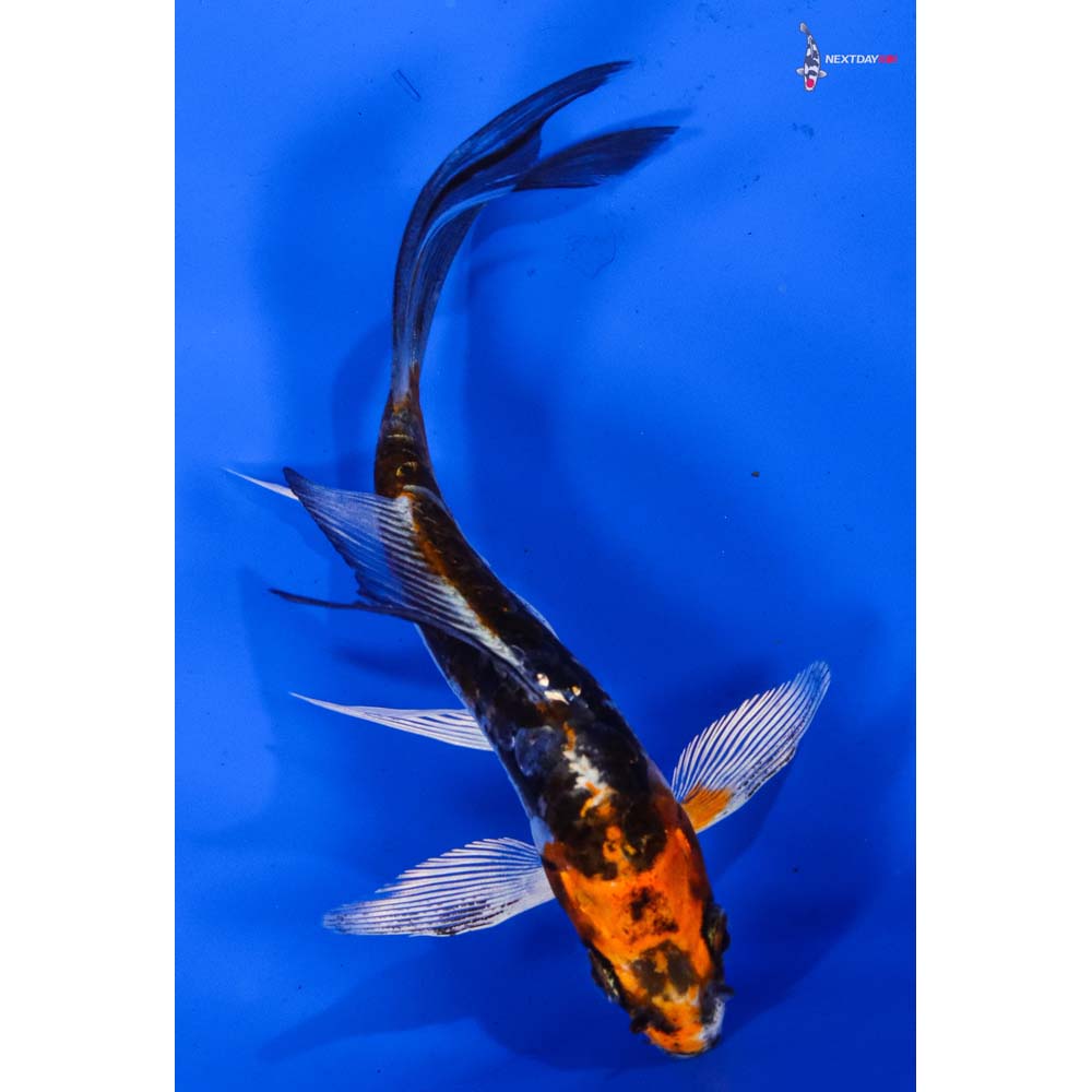 4.5” Imported Kin Kikokuryu Butterfly Koi