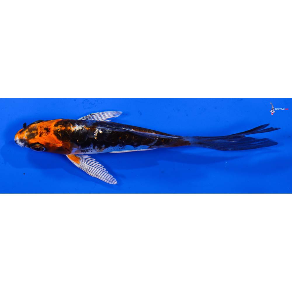 4.5” Imported Kin Kikokuryu Butterfly Koi