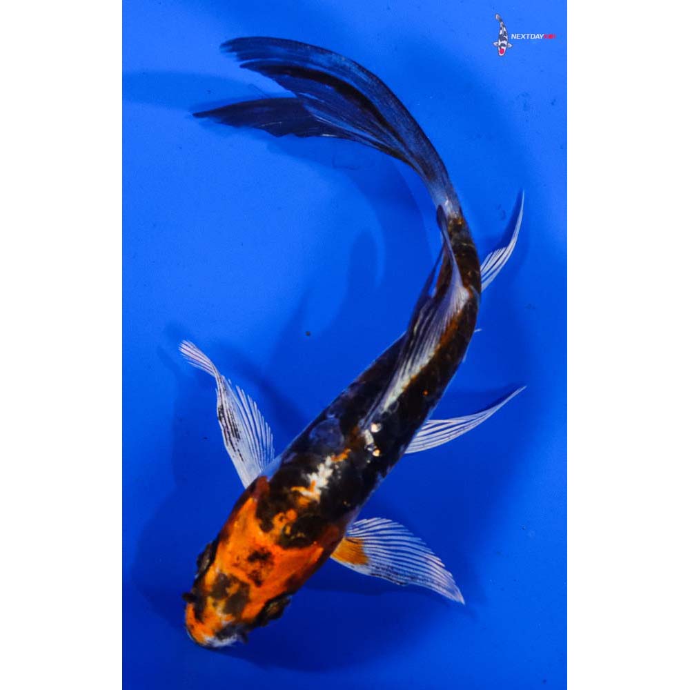 4.5” Imported Kin Kikokuryu Butterfly Koi