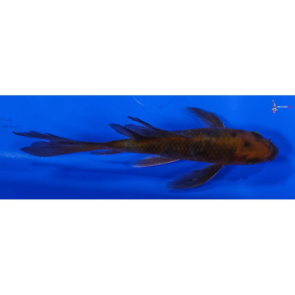 4.5” Imported Chagoi Butterfly Koi