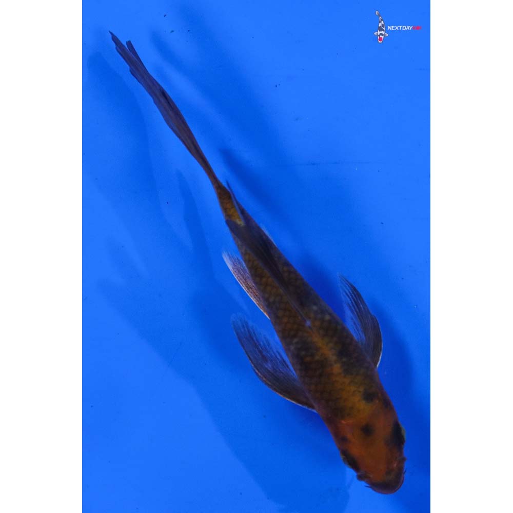 4.5” Imported Chagoi Butterfly Koi