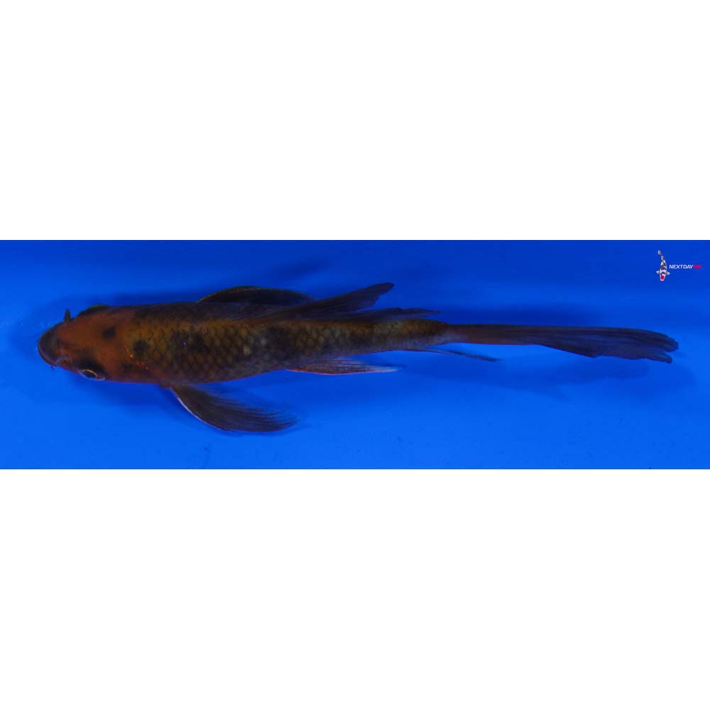 4.5” Imported Chagoi Butterfly Koi