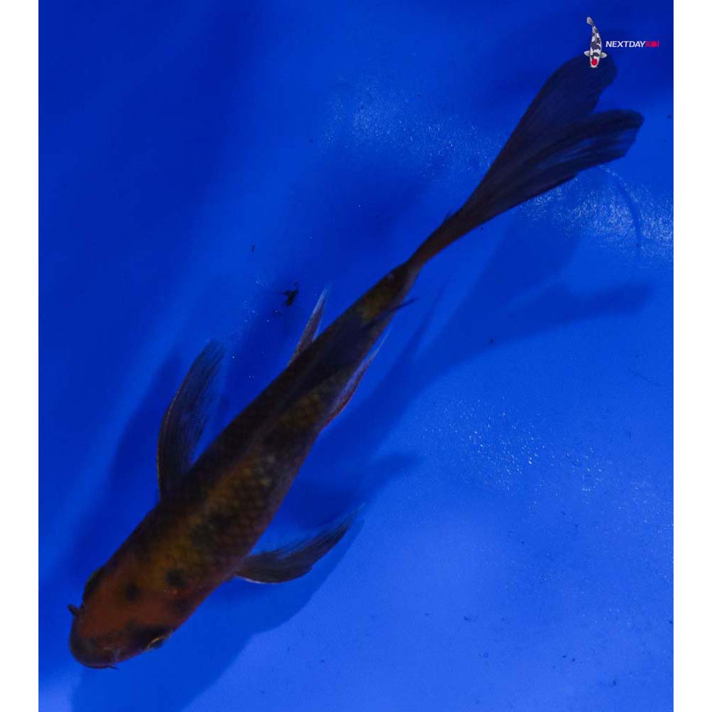 4.5” Imported Chagoi Butterfly Koi