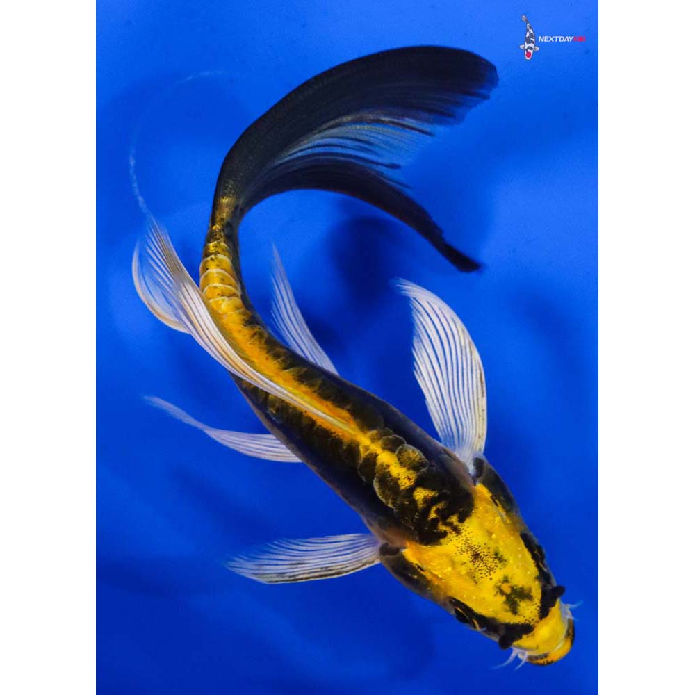 4.5” Imported Kin Kikokuryu Butterfly Koi