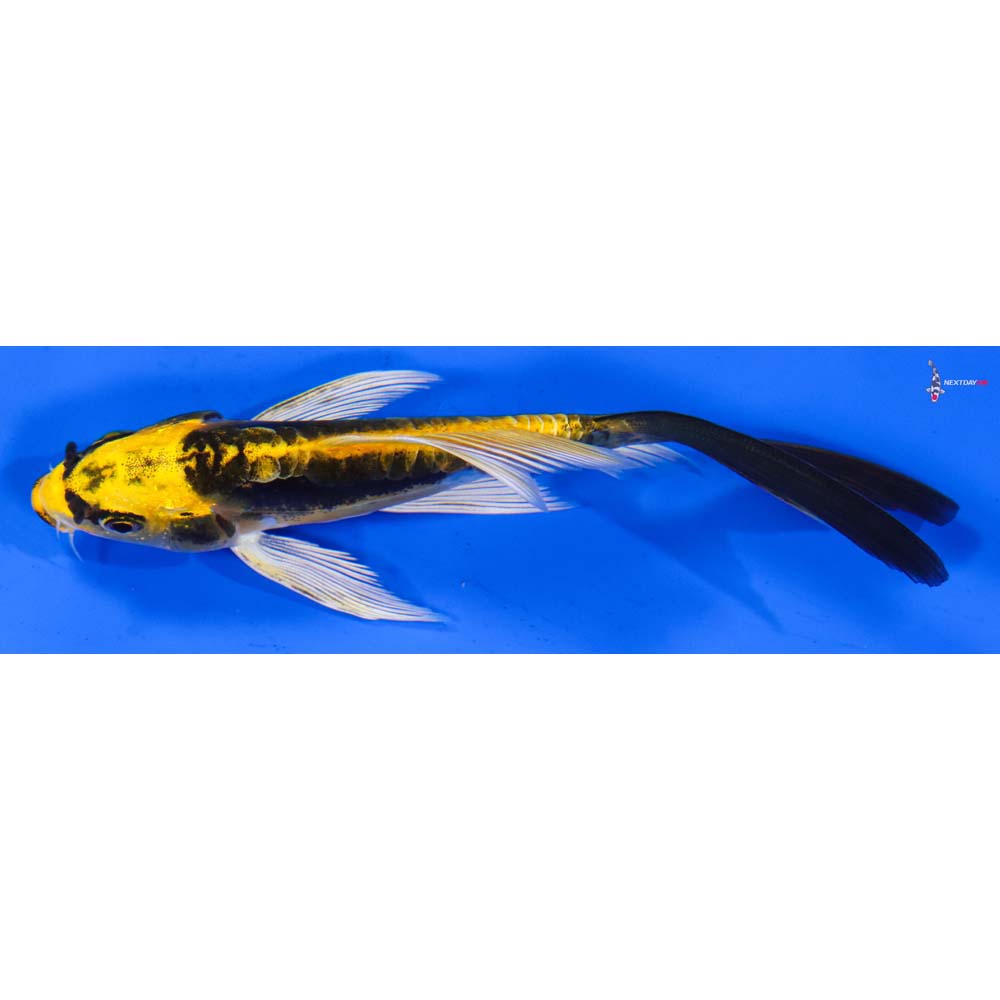 4.5” Imported Kin Kikokuryu Butterfly Koi