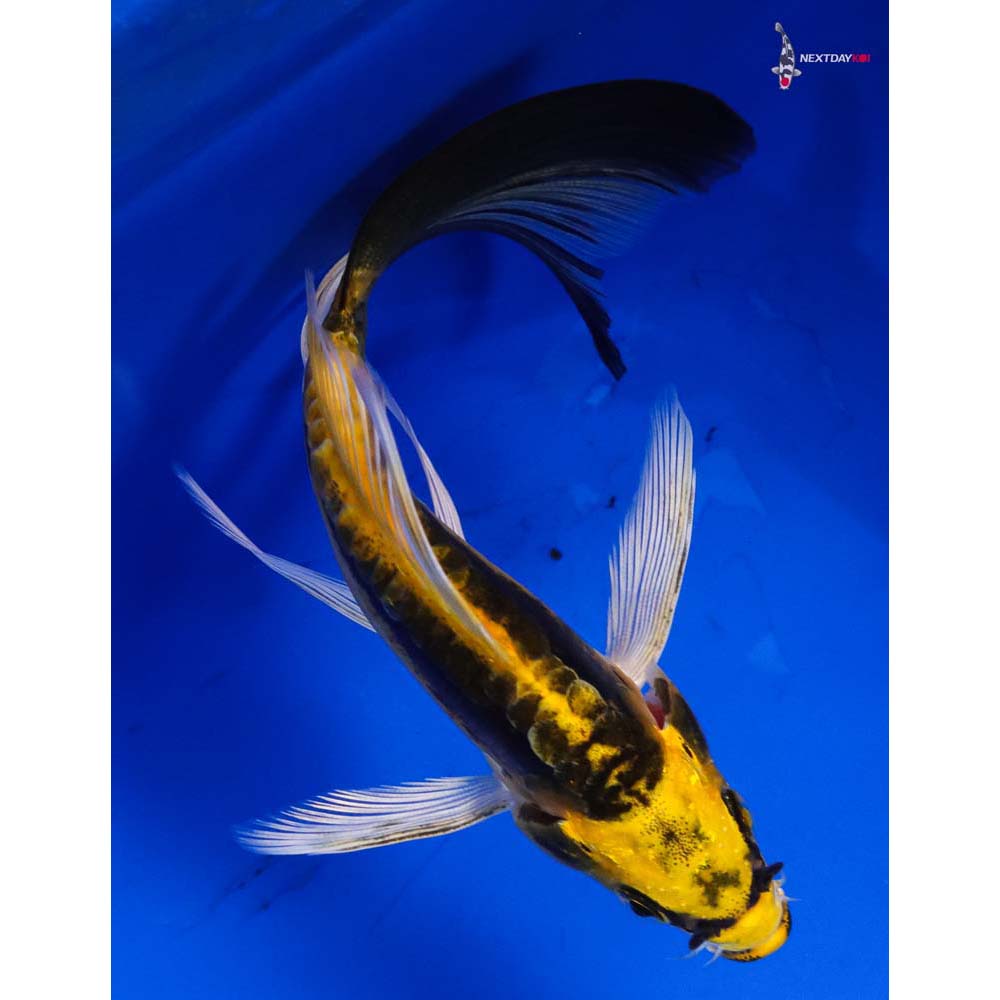 4.5” Imported Kin Kikokuryu Butterfly Koi