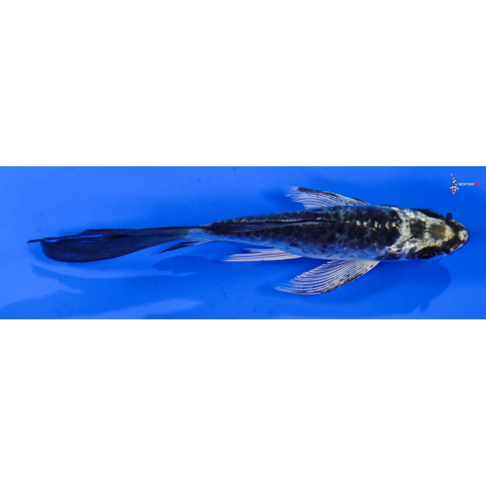 5” Imported Armor Scaled Gin Matsuba Butterfly Koi