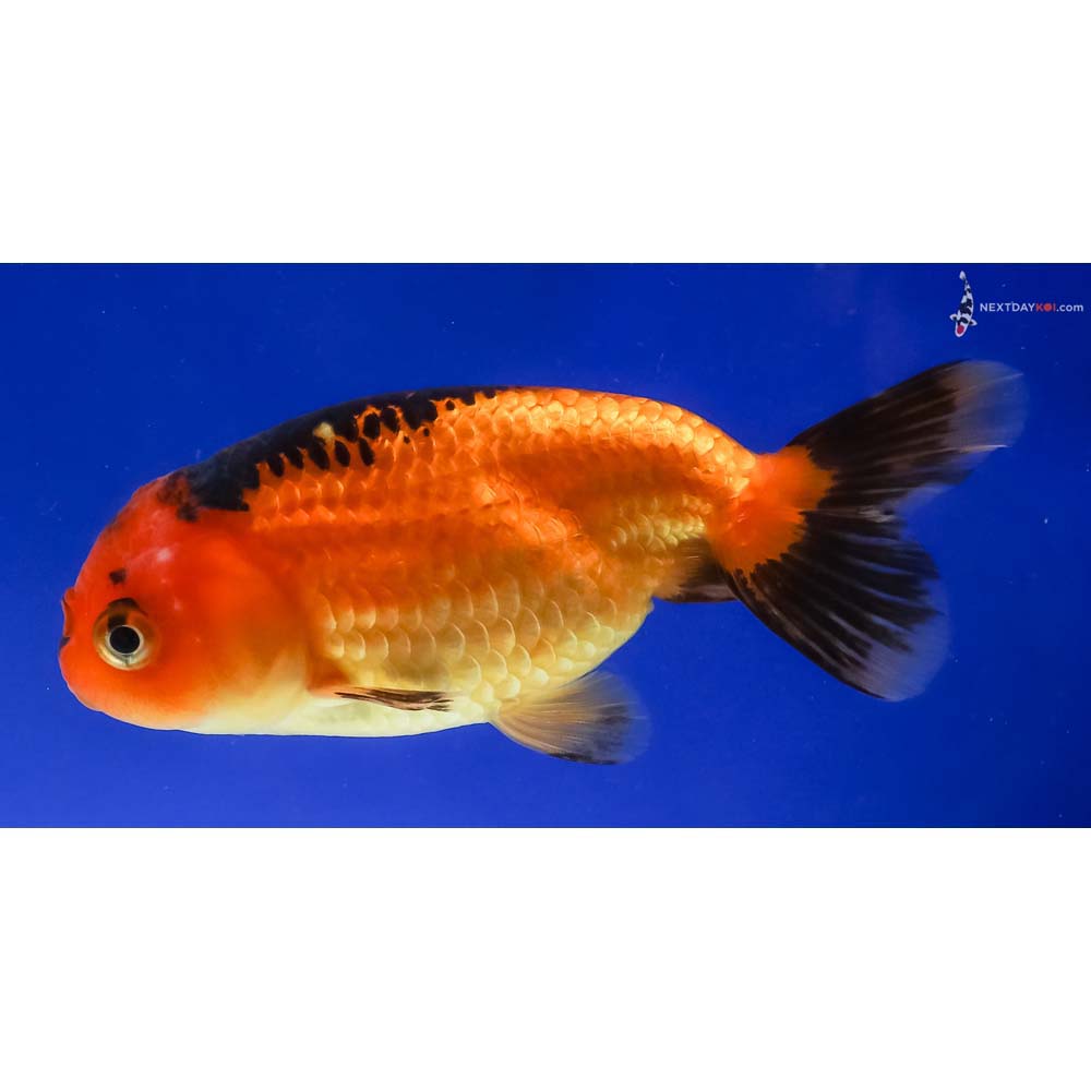 4” Imported Red and Black Ranchu
