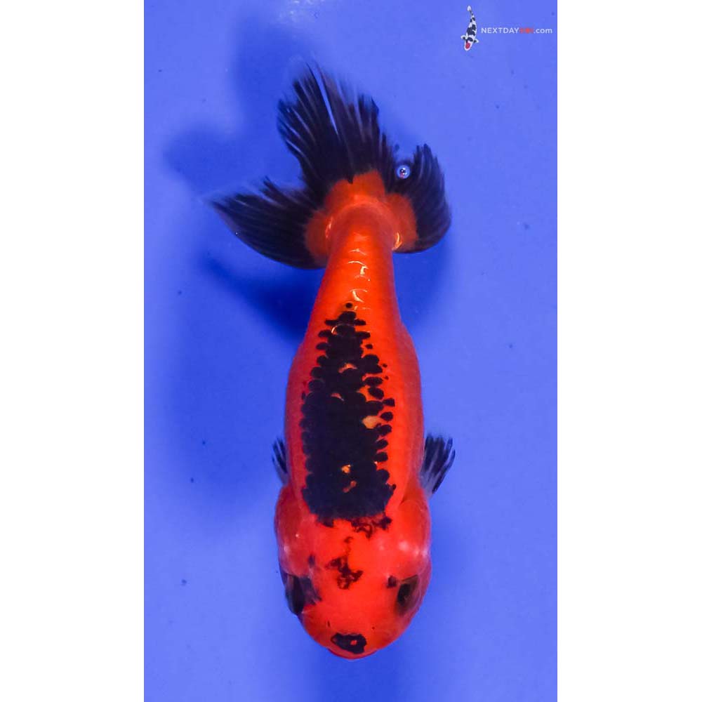 4” Imported Red and Black Ranchu