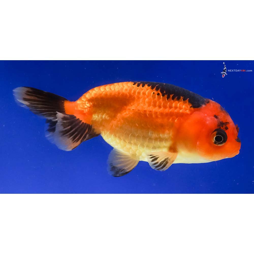 4” Imported Red and Black Ranchu