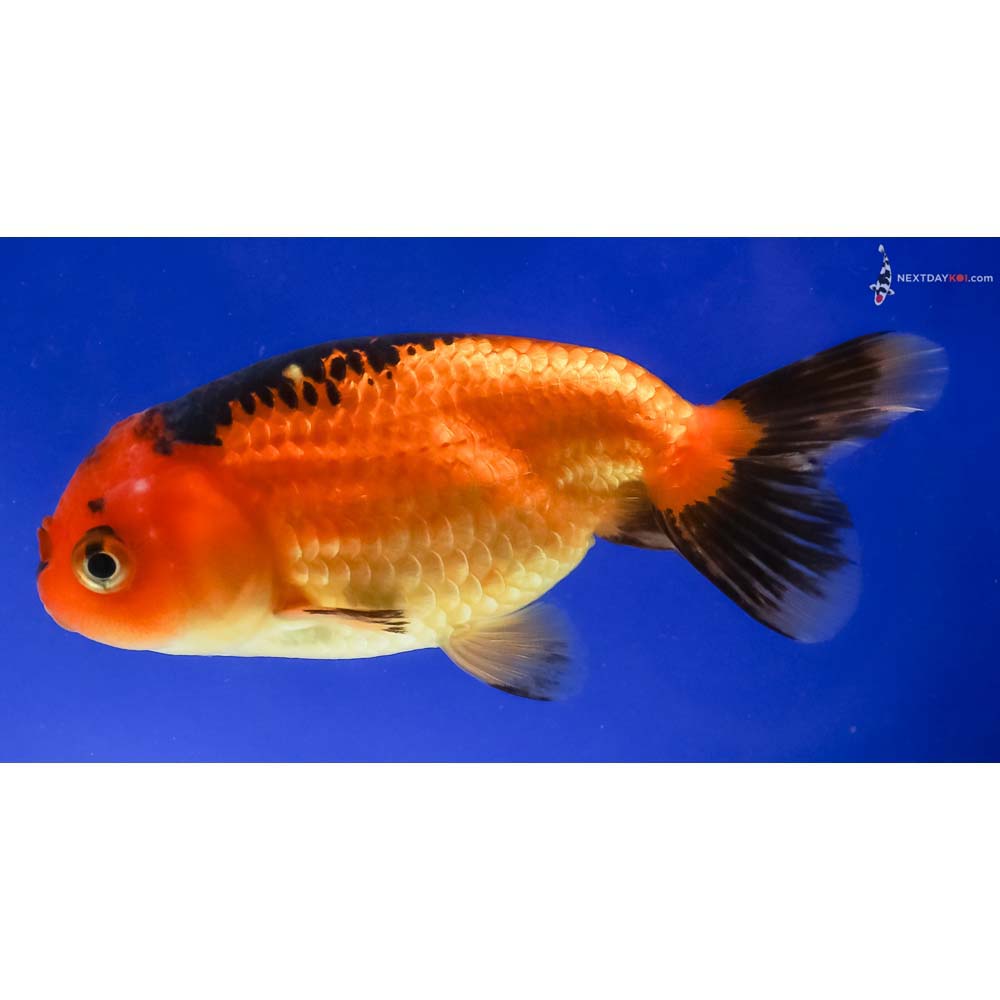 4” Imported Red and Black Ranchu