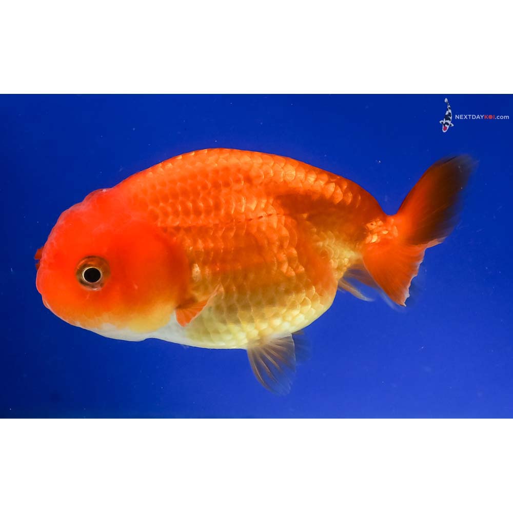 3.5” Imported Red Ranchu