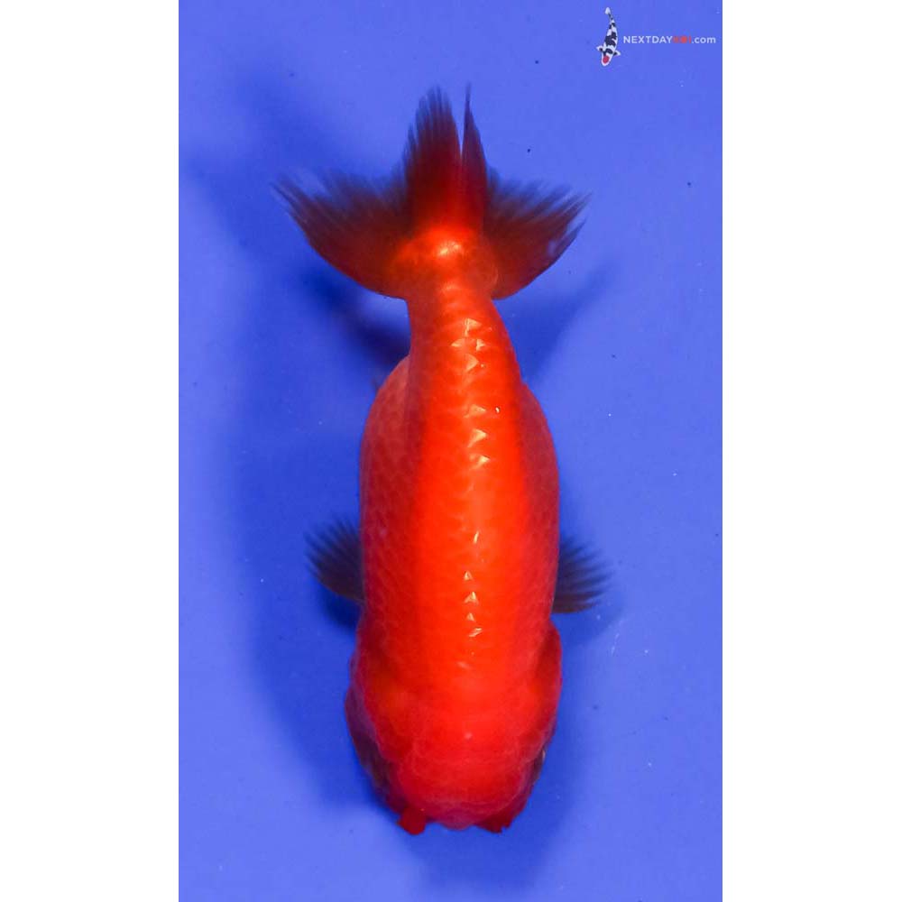 3.5” Imported Red Ranchu