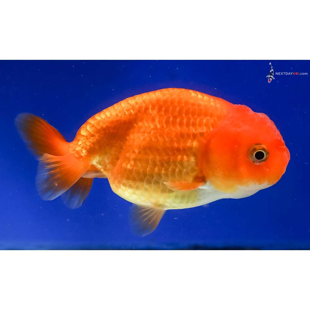 3.5” Imported Red Ranchu