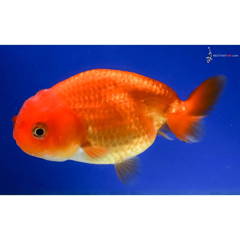 3.5” Imported Red Ranchu