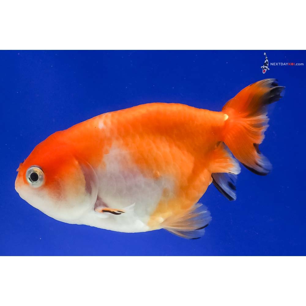 3.5” Imported Red and White Ranchu