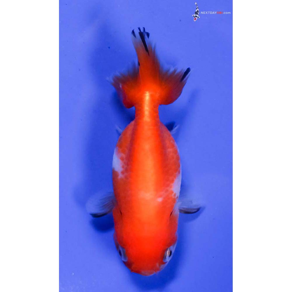 3.5” Imported Red and White Ranchu