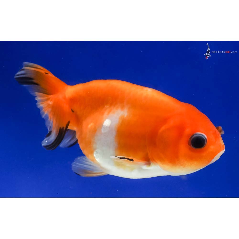 3.5” Imported Red and White Ranchu