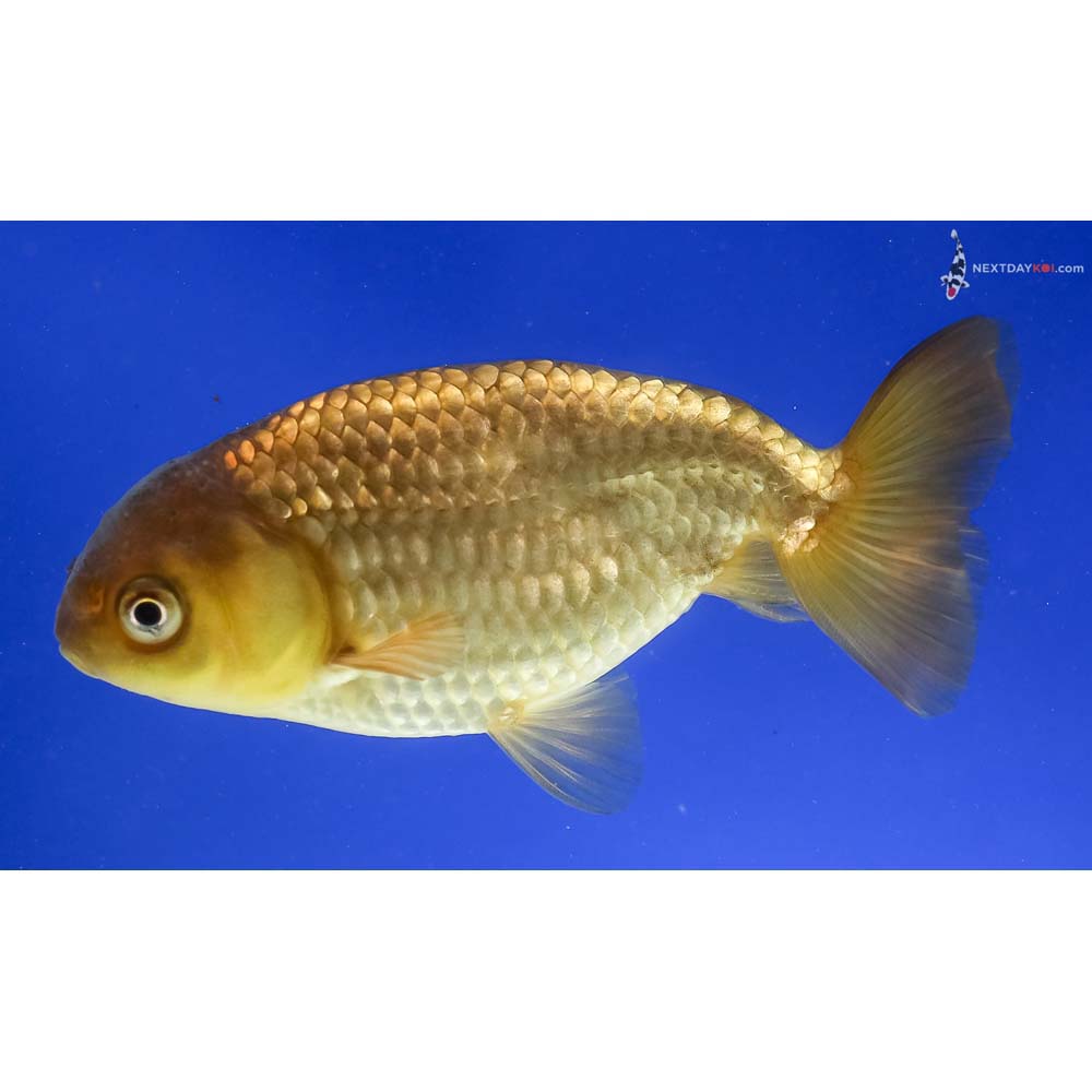 4” Imported Chocolate Ranchu