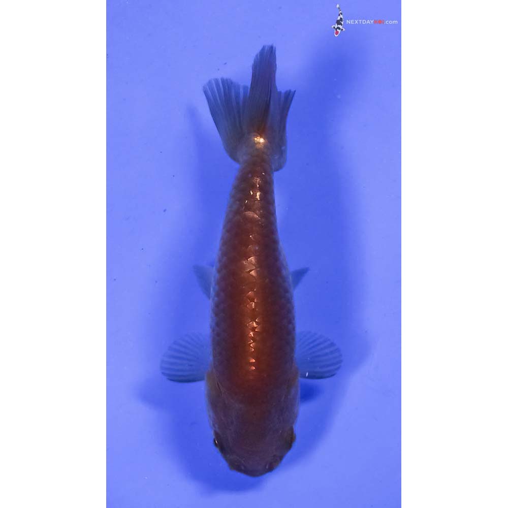 4” Imported Chocolate Ranchu