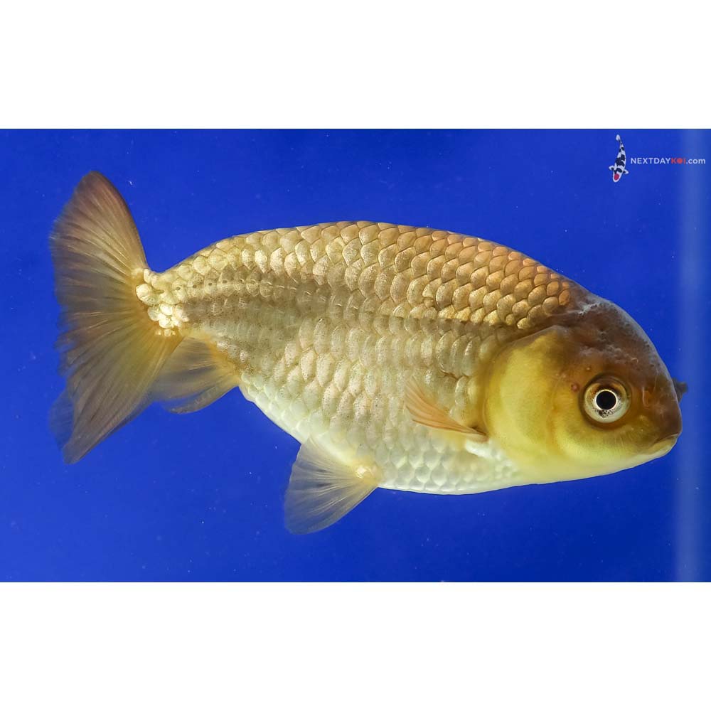 4” Imported Chocolate Ranchu