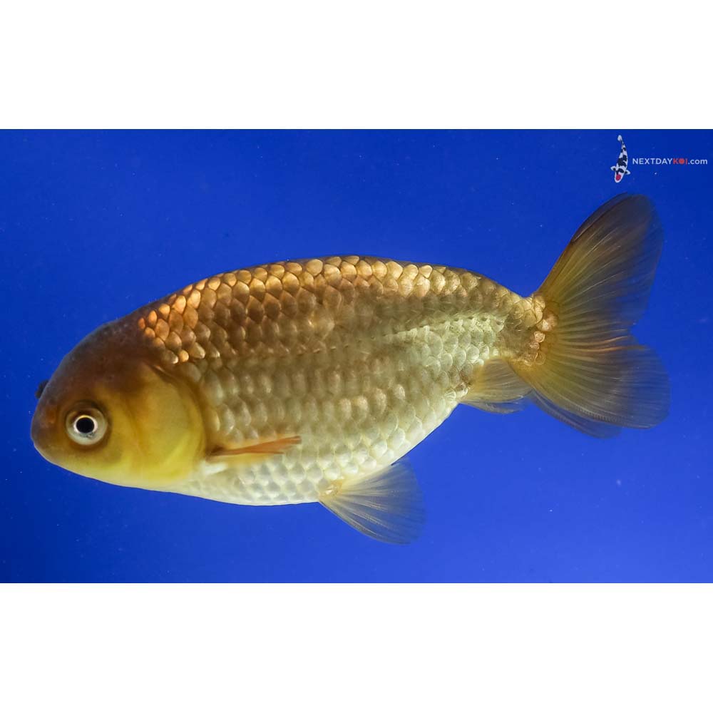 4” Imported Chocolate Ranchu