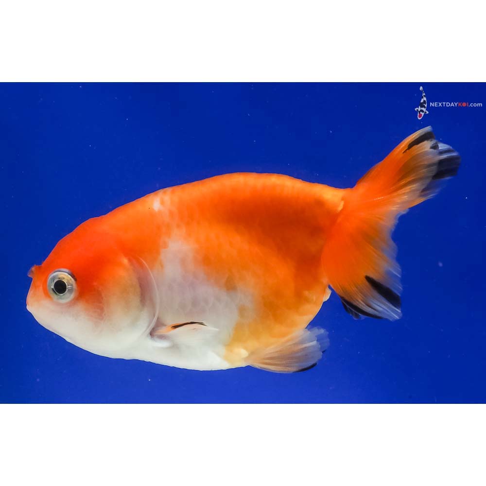 3.5” Imported Red and White Ranchu
