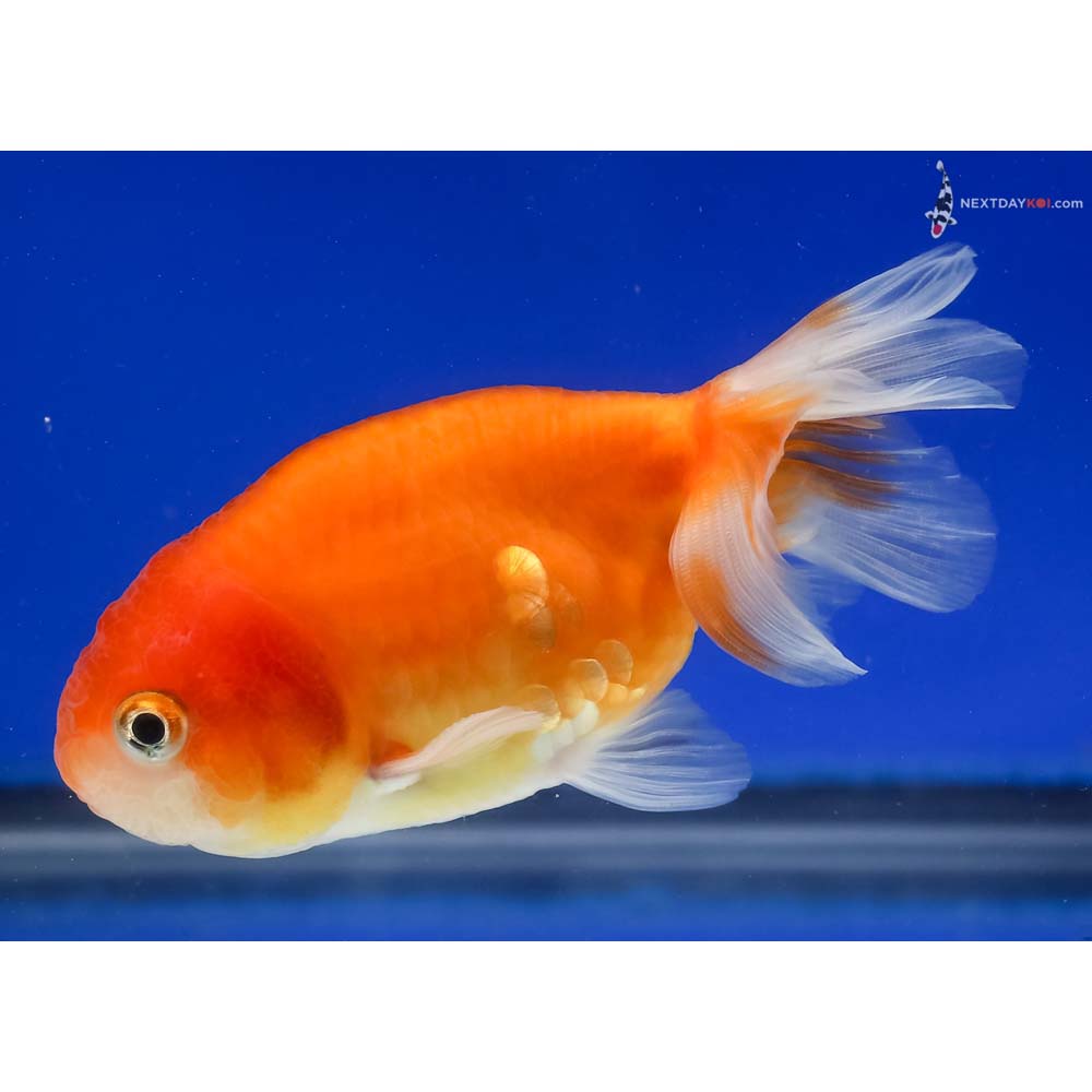 4” Imported Red and White Ranchu